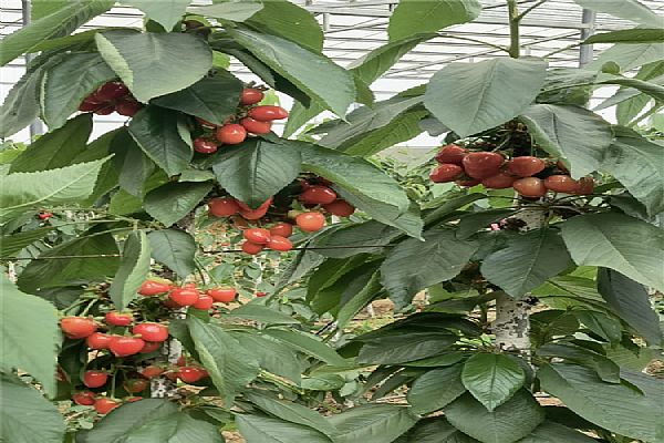 櫻桃苗